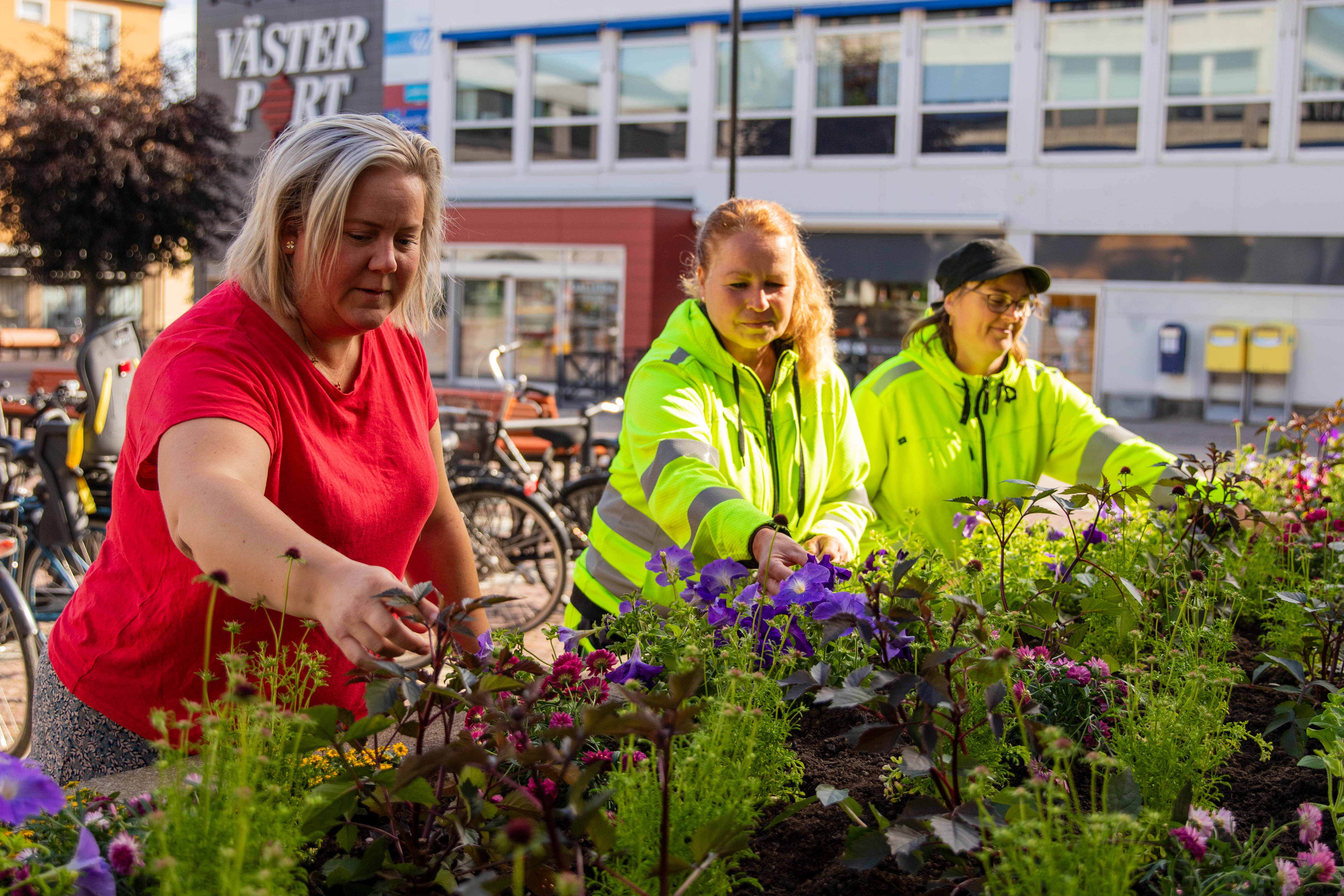 Anna Selldén plockar bland blommorna tillsammans med parkarbetarna Susanne Björk och Malin Johansson.