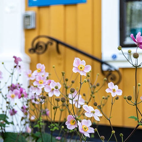 Rosenskära som blommor utanför familjeenhetens lokaler.