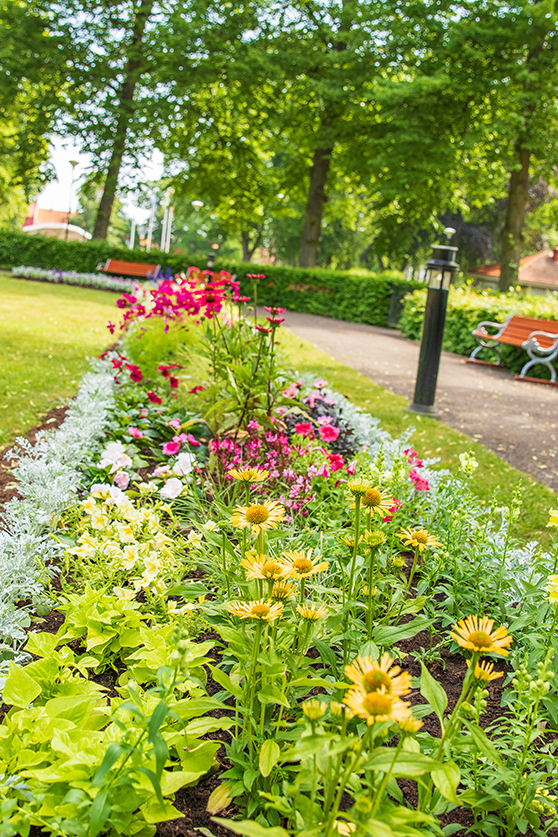 Sommarblommor i Stadsparken.