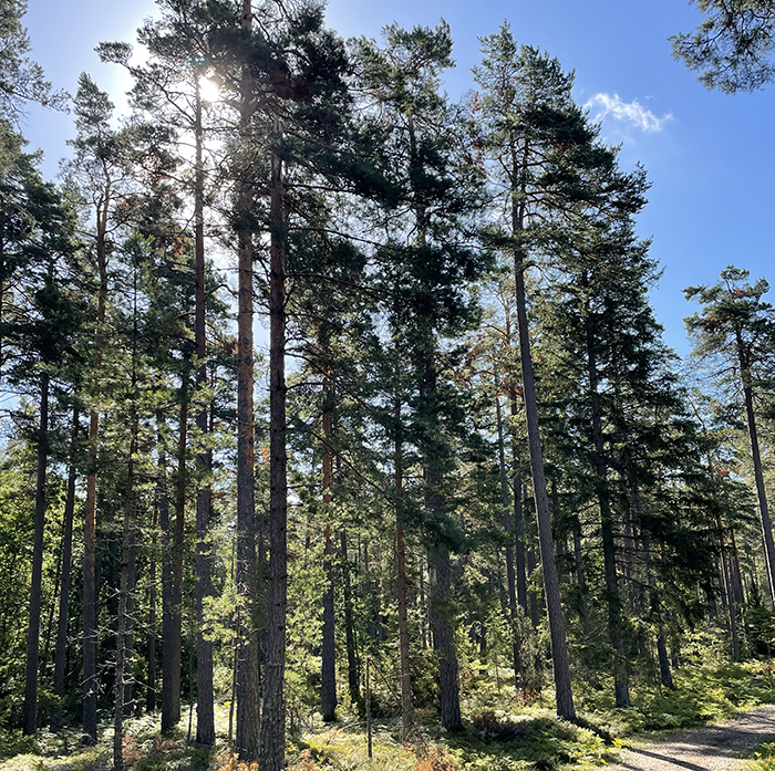 bild på skog framför solen